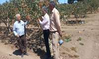بازدید کارشناسی از باغات پسته نمونه شهرستان سبزوار با هدف ارتقای تولید و کیفیت محصول